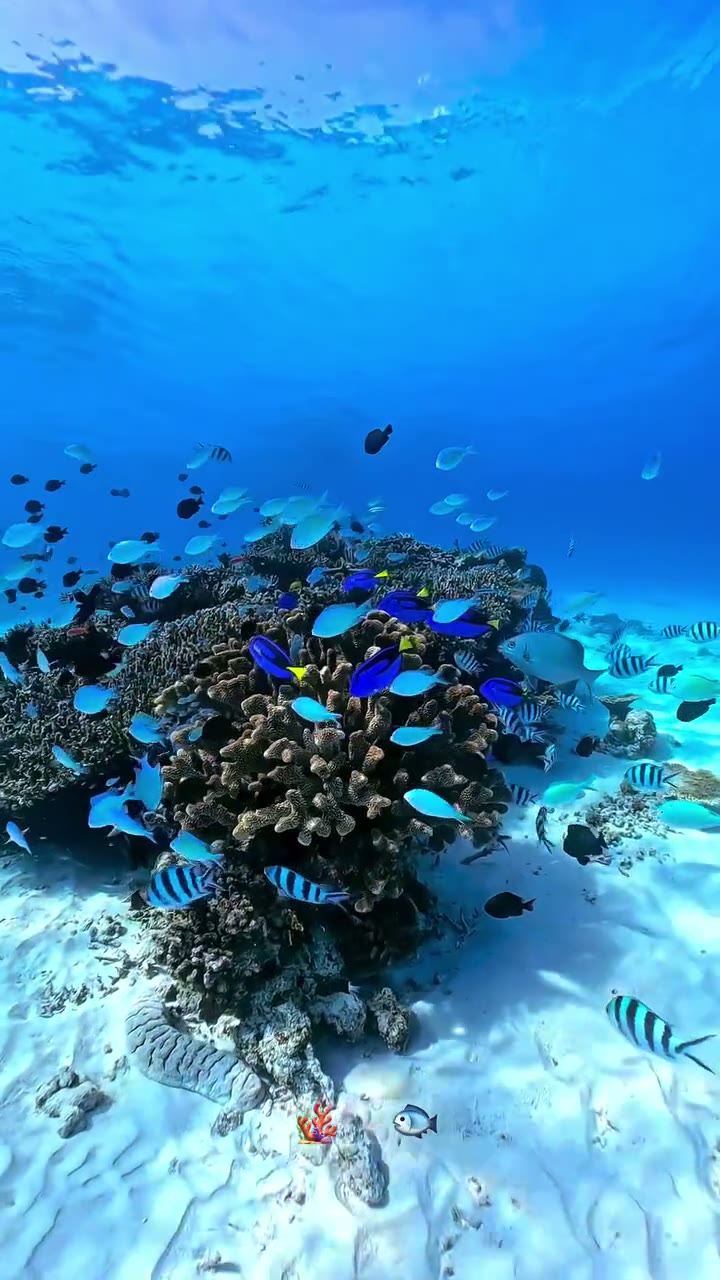 Coral reef teeming with tropical fish in the clear Turks and Caicos sea
